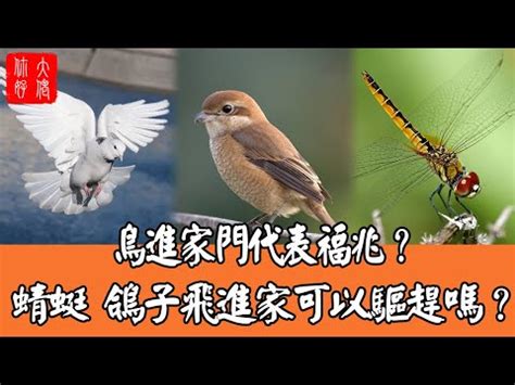 雀鳥飛入屋|【有鳥飛進家裏】有鳥飛進家裡！破解常見迷信，揭開牠飛來的真。